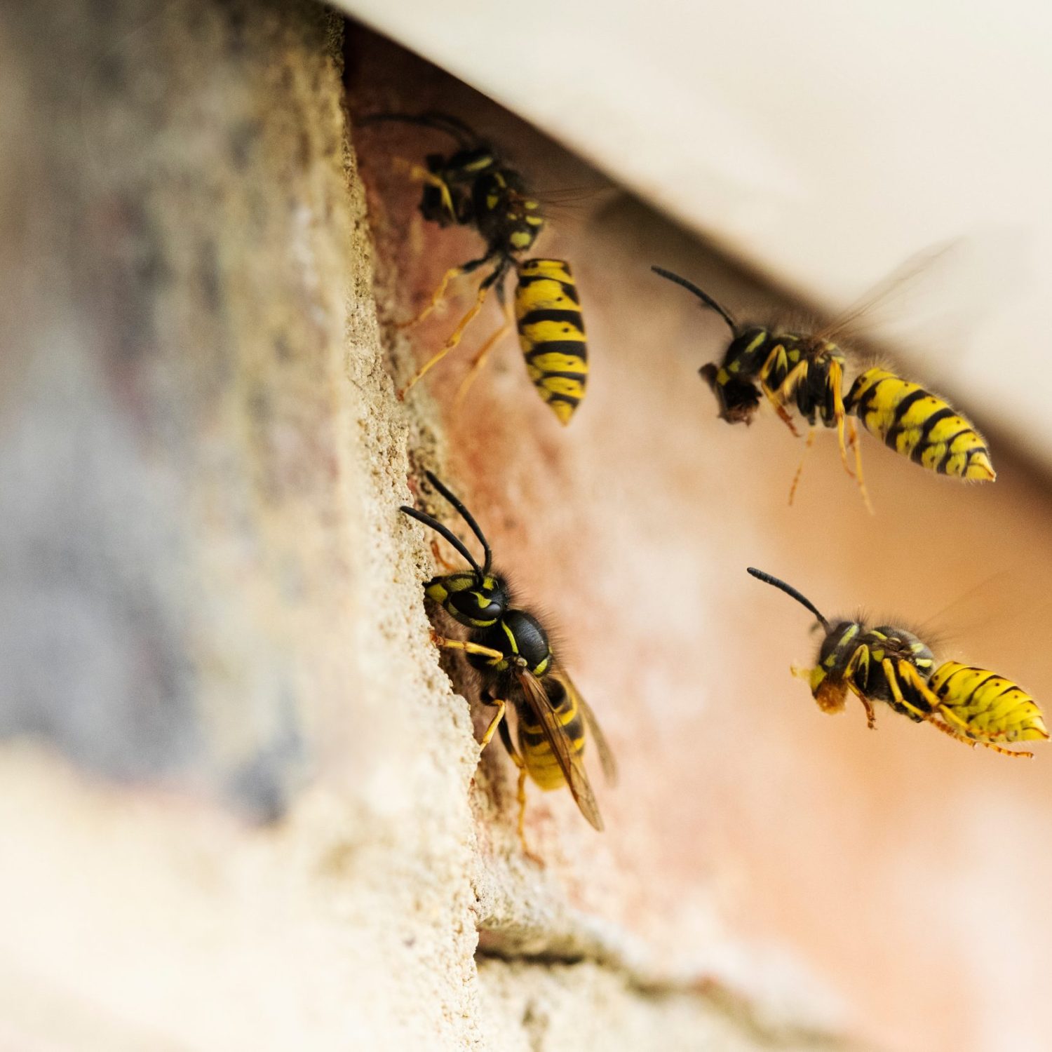 Wasps Causing Problem By Building Nest Under Roof Of House